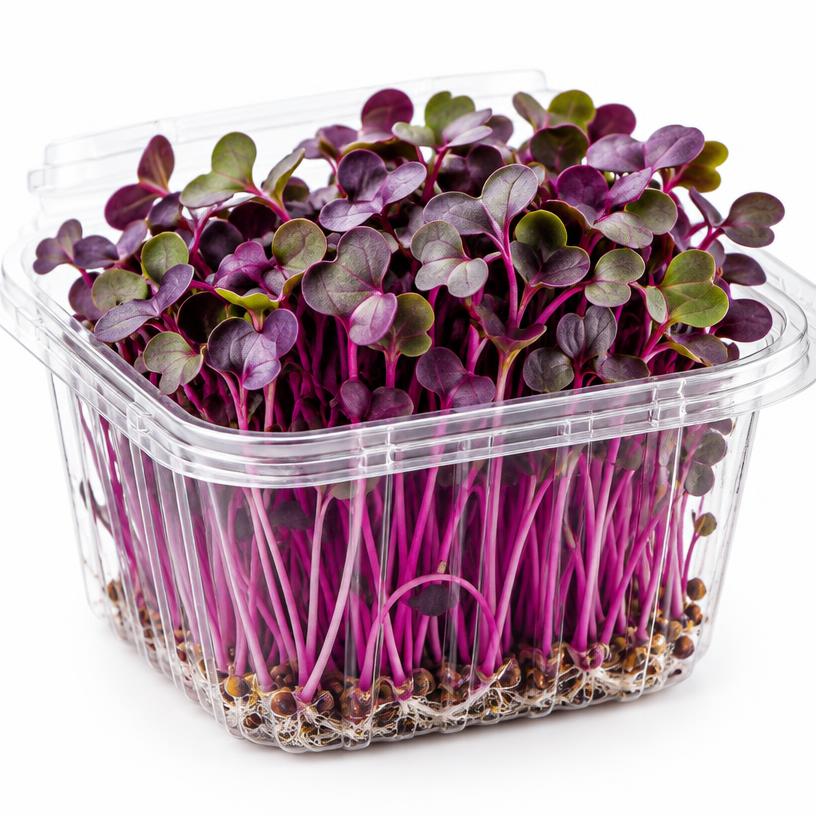 Purple Radish